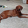 dog, brown_dog, carpet, indoor, toy, fan, floor, relaxed, pet, animal, home, wooden_door, basket, stacked_clothes, room, resting, tongue_out, canine, fur, domestic