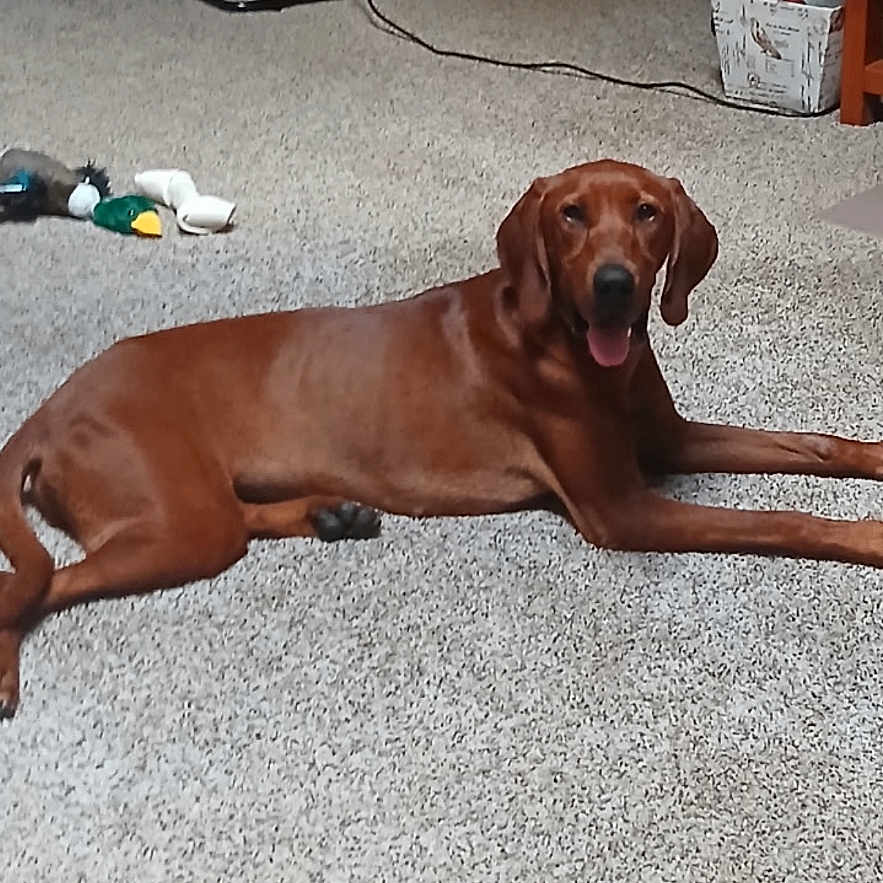 Little Ann is registered to the contest to win money with this photo: dog, brown_dog, carpet, indoor, toy, fan, floor, relaxed, pet, animal, home, wooden_door, basket, stacked_clothes, room, resting, tongue_out, canine, fur, domestic