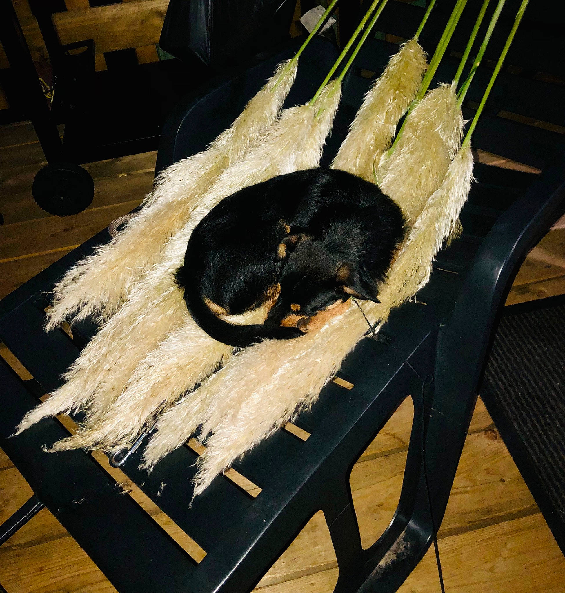 Tacco participe au concours pour gagner de l'argent avec cette photo : animal_product, chair, cooking, dog, fashion_design, feather, fur, natural_material, tail, wood, working_animal