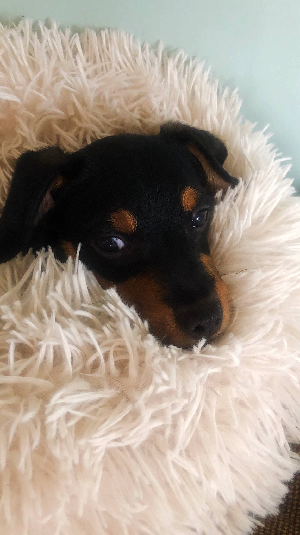 Tacco a rejoint le concours — aidez-le/la à gagner de superbes lots ! bed, canidae, carnivore, comfort, companion_dog, dog, dog_breed, dog_supply, fawn, fur, liver, pet_supply, snout, sporting_group, terrier, toy_dog, whiskers, working_animal, working_dog