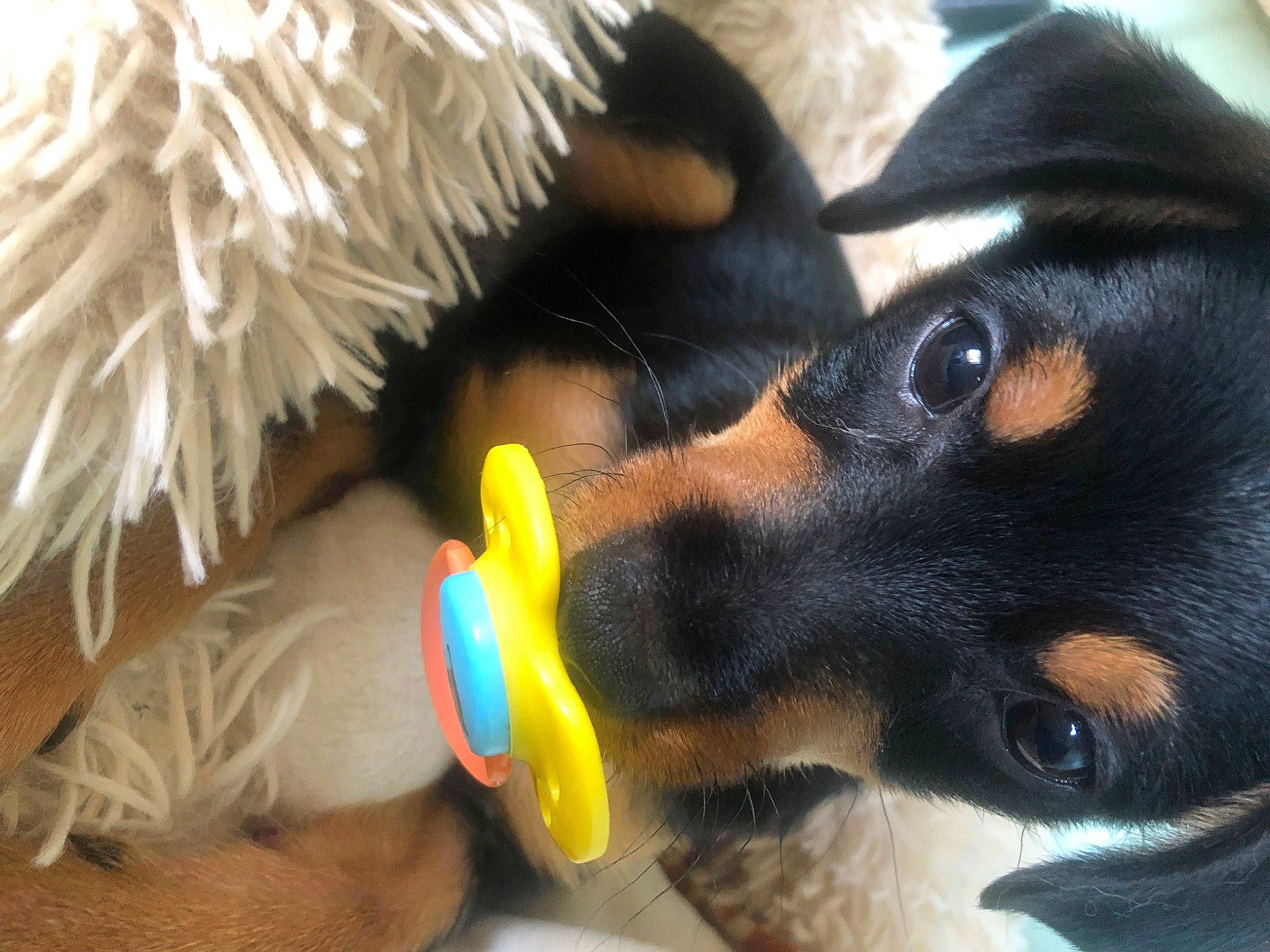 Tacco participe au concours pour gagner de l'argent avec cette photo : canidae, carnivore, companion_dog, dog, dog_breed, dog_toy, ear, fawn, fur, nail, nose, paw, snout, sporting_group, stuffed_toy, toy, toy_dog, whiskers, working_animal, working_dog