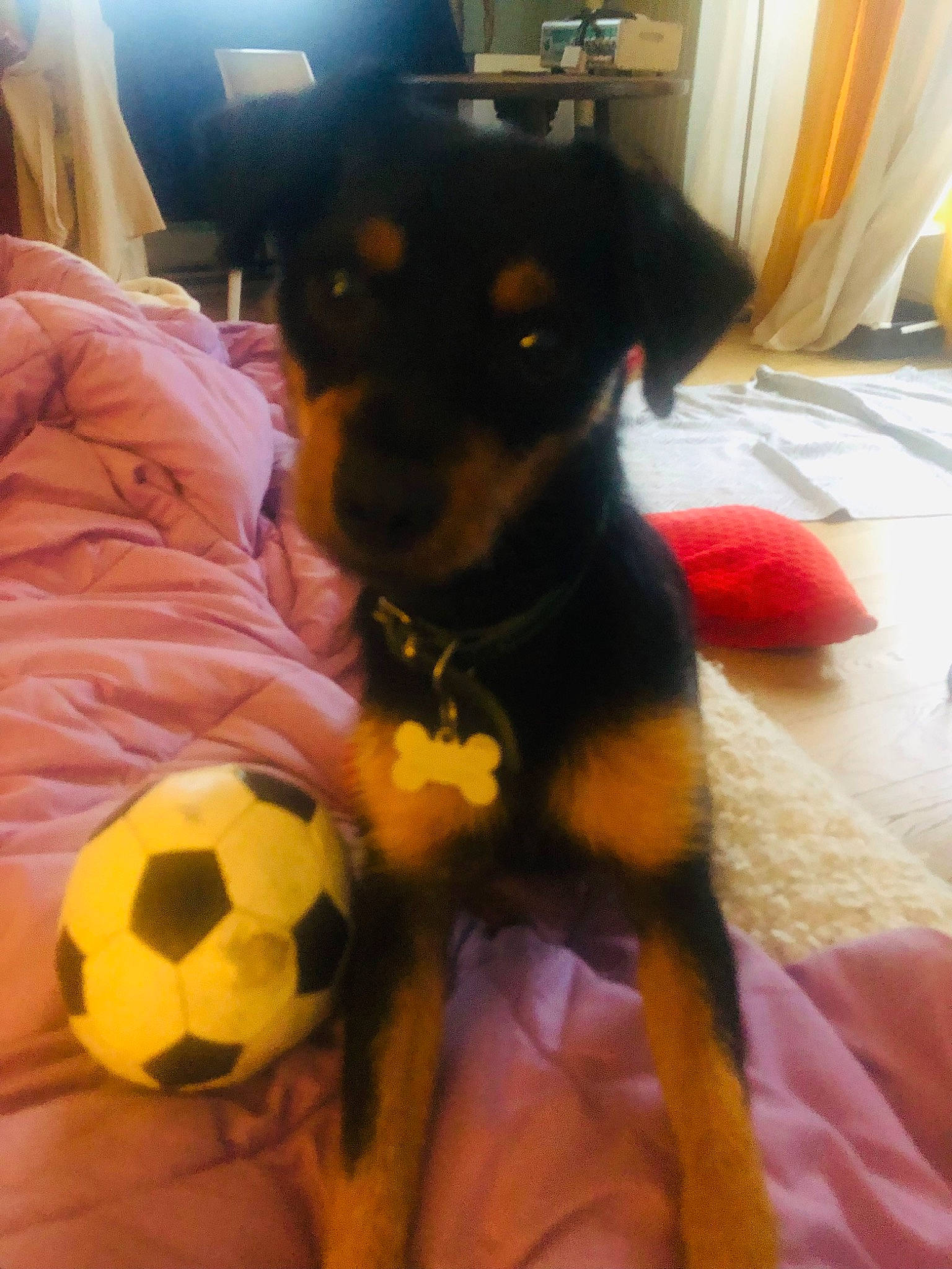 Tacco participe au concours pour gagner de l'argent avec cette photo : ball, carnivore, comfort, companion_dog, couch, dog, dog_breed, dog_supply, fawn, football, fur, guard_dog, mammal, rottweiler, snout, soccer_ball, sports_equipment, toy_dog, whiskers, working_animal