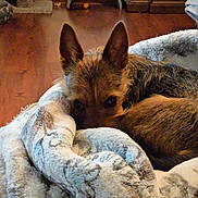 Tucker Finn joined the competition — help win amazing prizes! dog, blanket, indoor, wooden_floor, pet_bed, curious, ears, snuggling, cozy, brown_dog, furniture, floor, comfort, resting, animal, household, relaxed, warm, fur, peeking