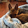 dog, blanket, indoor, wooden_floor, pet_bed, curious, ears, snuggling, cozy, brown_dog, furniture, floor, comfort, resting, animal, household, relaxed, warm, fur, peeking