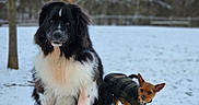 Tucker Finn joined the competition — help win amazing prizes! dog, two_dogs, snow, winter, outdoor, picnic_table, black_and_white_dog, small_dog, plaid_coat, canine, animal, nature, tree, fence, cold_weather, fur, pet, mammal, park, daylight