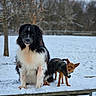 dog, two_dogs, snow, winter, outdoor, picnic_table, black_and_white_dog, small_dog, plaid_coat, canine, animal, nature, tree, fence, cold_weather, fur, pet, mammal, park, daylight