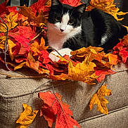 Savannah Rose is registered to the contest to win money with this photo: cat, black_and_white, autumn_leaves, fall, wreath, couch, indoor, cozy, pet, feline, decor, orange, red, beige, relaxed, portrait, animal, leaf, seasonal, warm_lighting