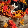 cat, black_and_white, autumn_leaves, fall, wreath, couch, indoor, cozy, pet, feline, decor, orange, red, beige, relaxed, portrait, animal, leaf, seasonal, warm_lighting
