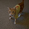 Juicy is registered to the contest to win money with this photo: cat, orange_cat, white_paws, yellow_shirt, paw_prints, indoor, carpet, pet, curious, animal, feline, whiskers, tail_up, collar, domestic_cat, cute, looking_up, standing, fur, small_animal