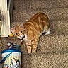 cat, orange_tabby, carpeted_stairs, indoor, curious, animal, pet, staircase, bucket, cartoon_characters, toy, collar, feline, looking, sideways, playful, brown, white_paws, domestic, home