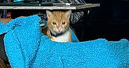 Juicy is registered to the contest to win money with this photo: cat, blanket, blue_blanket, chair, table, plush_whale, indoor, furniture, orange_cat, white_cat, cozy, pet, domestic_animal, relaxing, home, comfort, soft_texture, animal, wrapped, seated