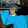 cat, blanket, blue_blanket, chair, table, plush_whale, indoor, furniture, orange_cat, white_cat, cozy, pet, domestic_animal, relaxing, home, comfort, soft_texture, animal, wrapped, seated