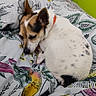 bed, bedroom, black_fur, blanket, brown_fur, curled_up, cute, dog, floral_pattern, indoor, pet, photography, portrait, red_collar, relaxed, resting, sleeping, small_dog, spotted_coat, white_fur