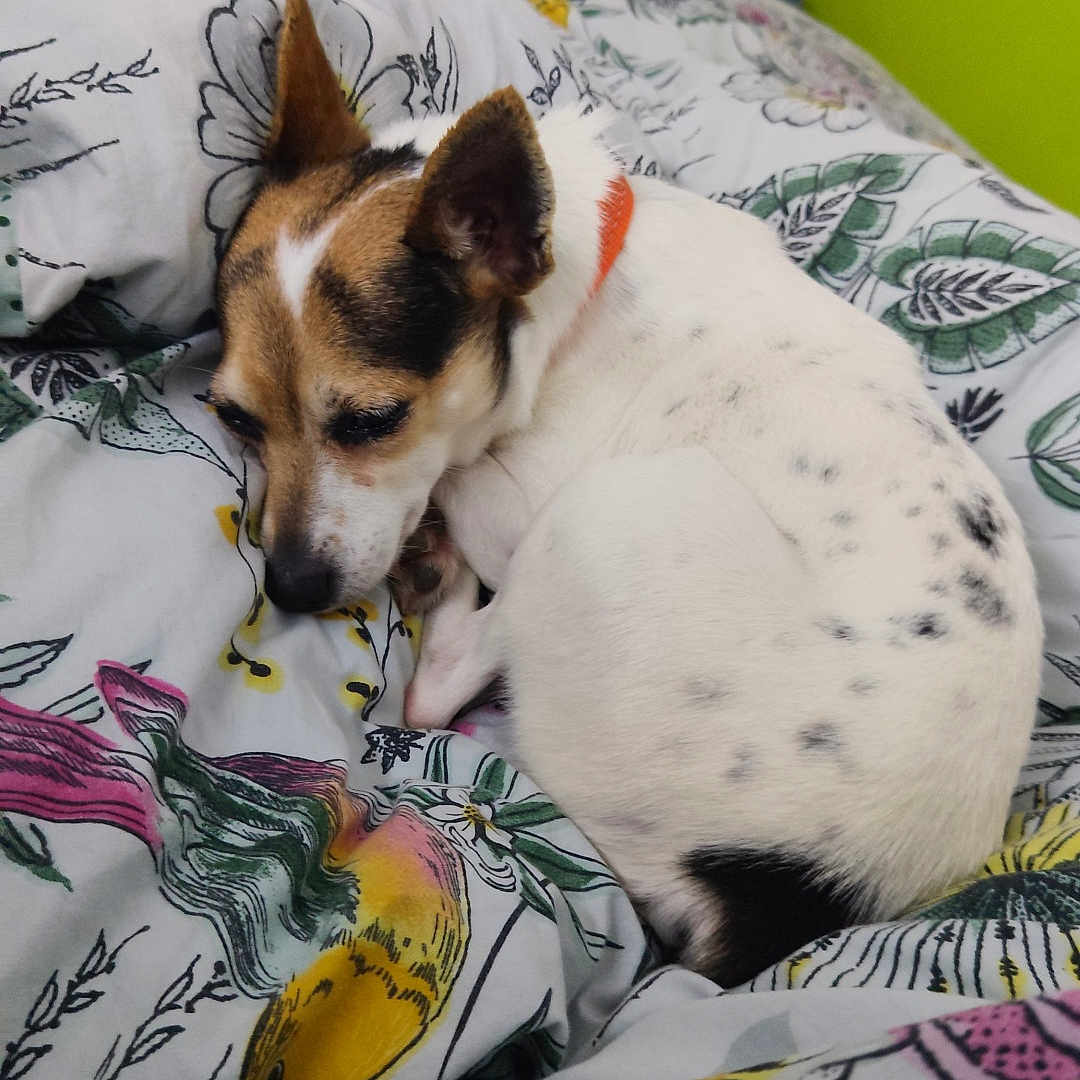 Nina a rejoint le concours — aidez-le/la à gagner de superbes lots ! bed, bedroom, black_fur, blanket, brown_fur, curled_up, cute, dog, floral_pattern, indoor, pet, photography, portrait, red_collar, relaxed, resting, sleeping, small_dog, spotted_coat, white_fur