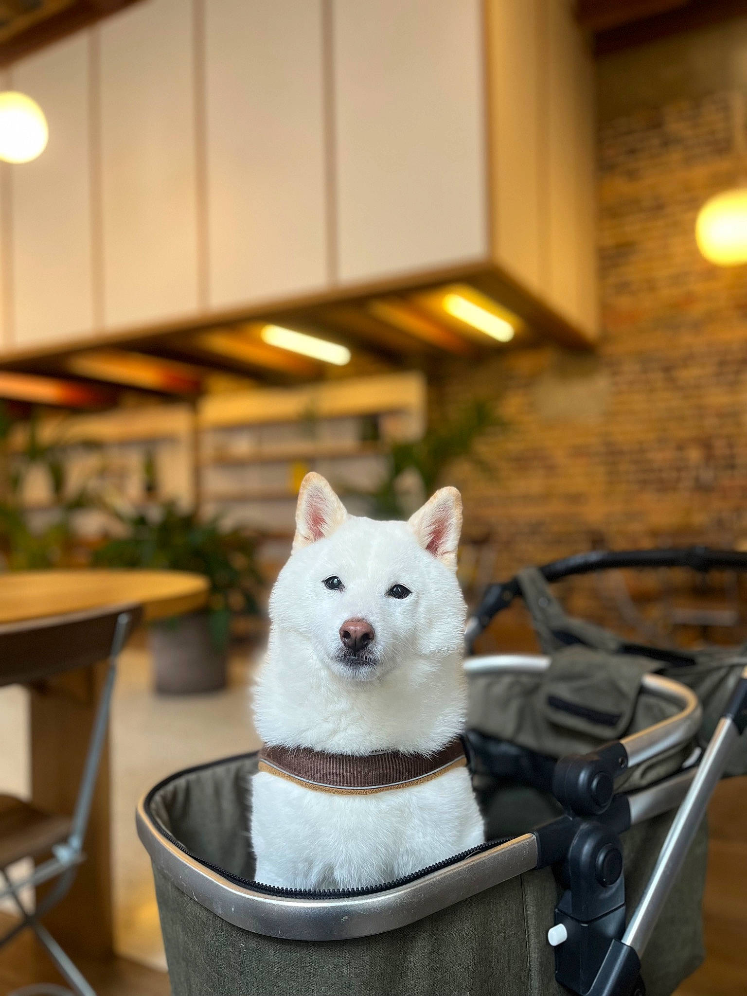 Dash joined the competition — help win amazing prizes! canidae, carnivore, collar, companion_dog, dog_breed, domestic_short_haired_cat, felidae, flooring, fur, non_sporting_group, plant, room, sitting, small_to_medium_sized_cats, snout, sporting_group, tail, whiskers, window, wood