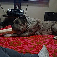 Malik joined the competition — help win amazing prizes! dog, bone, blanket, indoor, furniture, speaker, audio_equipment, red, pink, pattern, floor, relaxing, pet, chewing, lying_down, home, cozy, sock, foot, casual