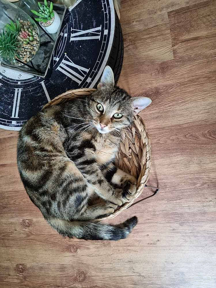 Gaspar a rejoint le concours — aidez-le/la à gagner de superbes lots ! carnivore, cat, claw, domestic_short_haired_cat, door, felidae, flooring, fur, hardwood, houseplant, mechanical_fan, paw, sitting, small_to_medium_sized_cats, snout, tail, terrestrial_animal, whiskers, wildlife, wood