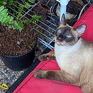 Siamezzee is registered to the contest to win money with this photo: cat, siamese_cat, blue_eyes, pet, animal, feline, outdoor, plant, potted_plant, fern, red_cushion, fur, whiskers, relaxed, resting, garden, stone_floor, nature, closeup, domestic_animal