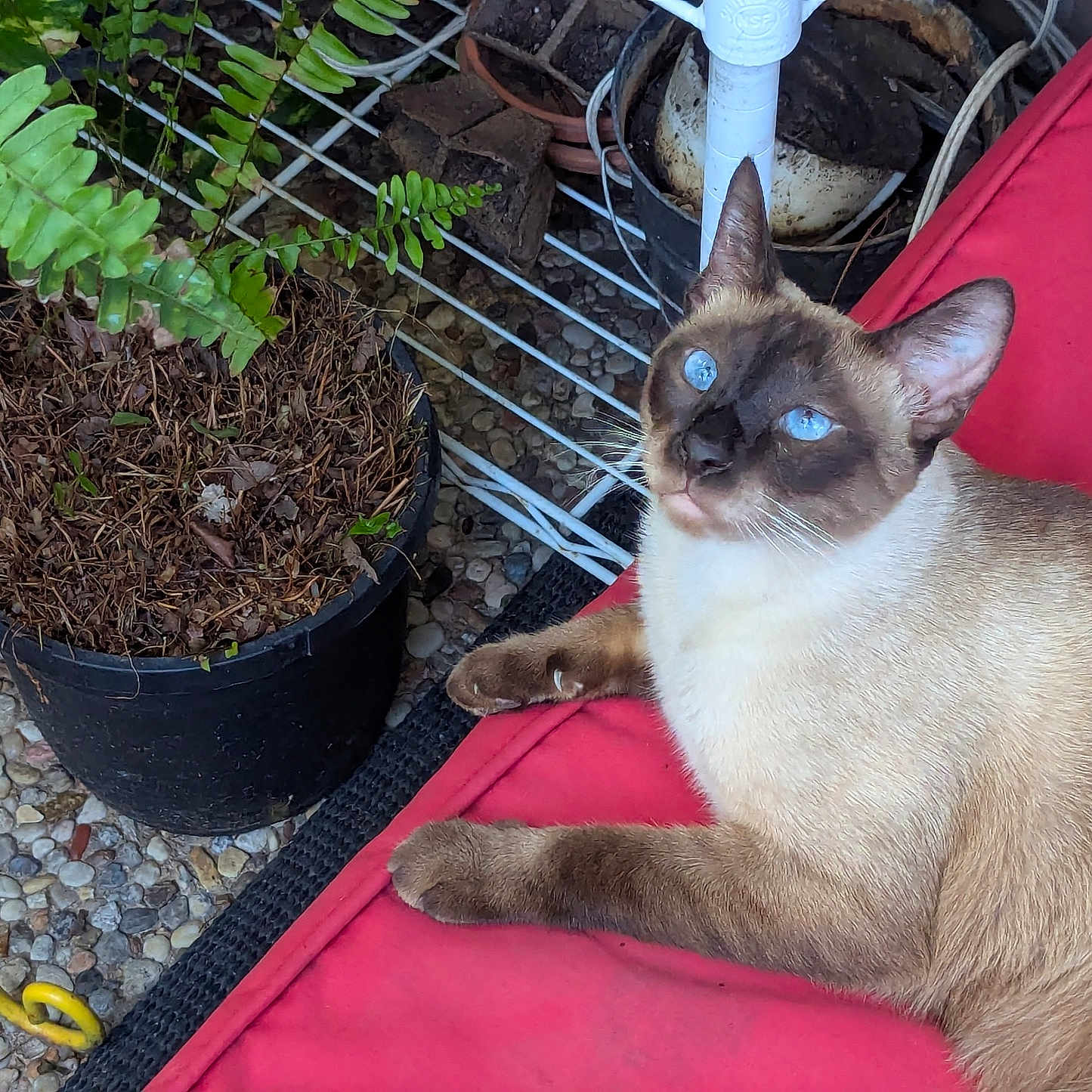 Siamezzee is registered to the contest to win money with this photo: cat, siamese_cat, blue_eyes, pet, animal, feline, outdoor, plant, potted_plant, fern, red_cushion, fur, whiskers, relaxed, resting, garden, stone_floor, nature, closeup, domestic_animal
