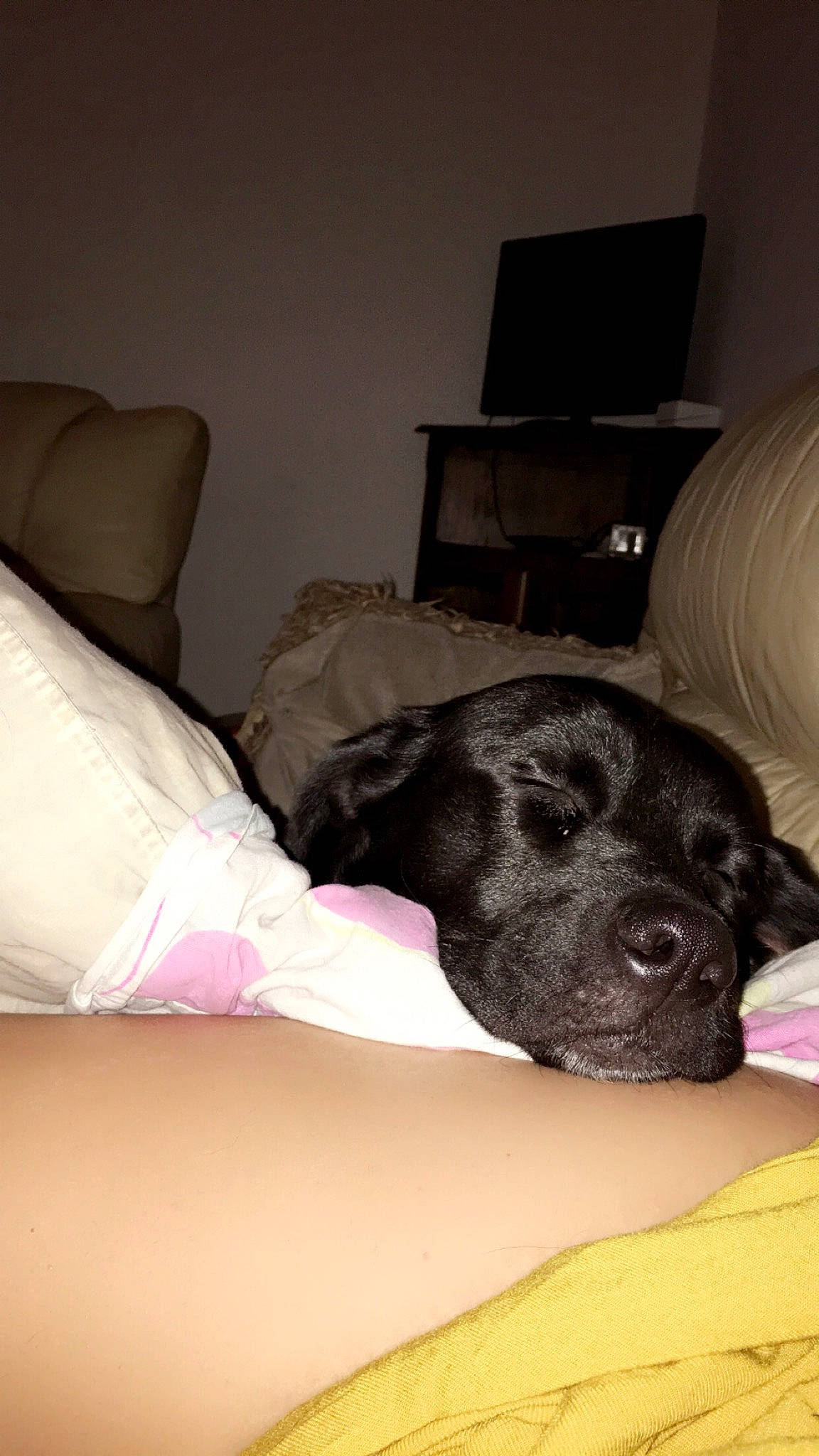 Sultan a rejoint le concours — aidez-le/la à gagner de superbes lots ! black, canidae, carnivore, comfort, companion_dog, dog, dog_breed, furniture, lamp, linens, living_room, mammal, pillow, room, snout, sporting_group, throw_pillow, working_animal, working_dog, yellow