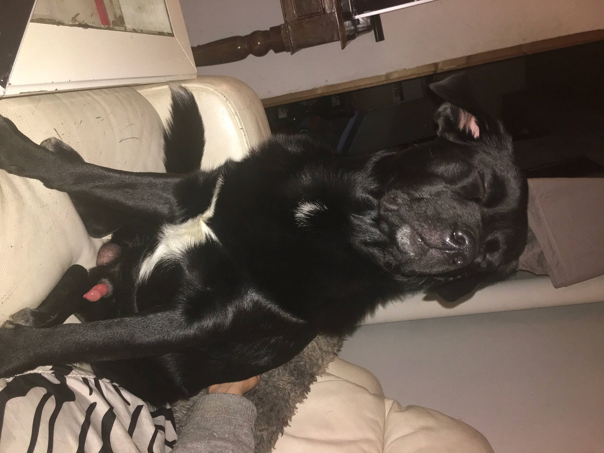 Sultan a rejoint le concours — aidez-le/la à gagner de superbes lots ! bed, black, canidae, carnivore, comfort, companion_dog, dog, dog_breed, fur, home, linens, living_room, paw, snout, sporting_group, tail, terrestrial_animal, vertebrate, working_animal, working_dog