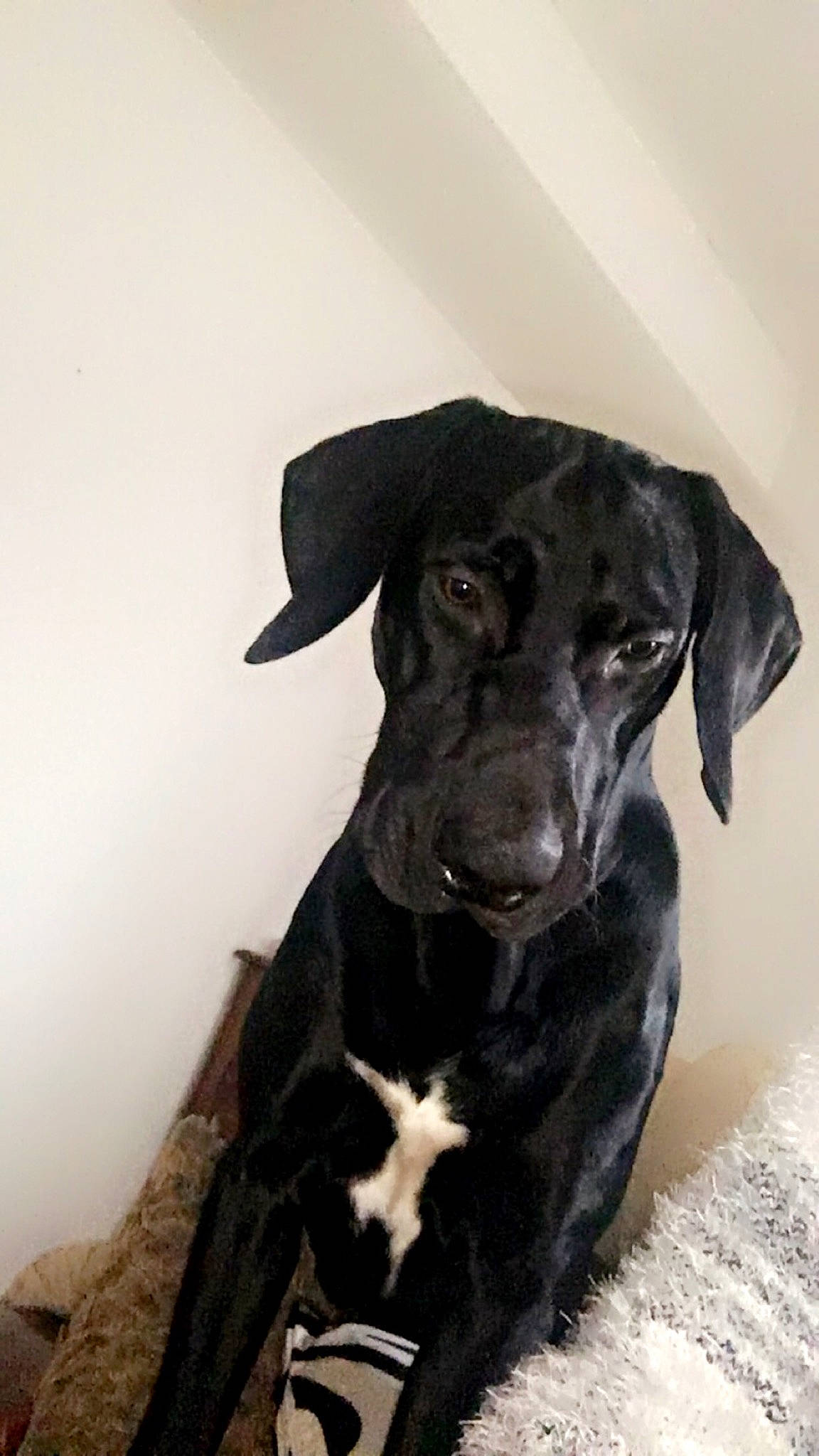 Taysone participe au concours pour gagner de l'argent avec cette photo : black, canidae, carnivore, companion_dog, dog, dog_breed, fur, grey, gun_dog, iris, labrador_retriever, liver, mammal, pet_supply, snout, sporting_group, terrestrial_animal, whiskers, working_animal, working_dog