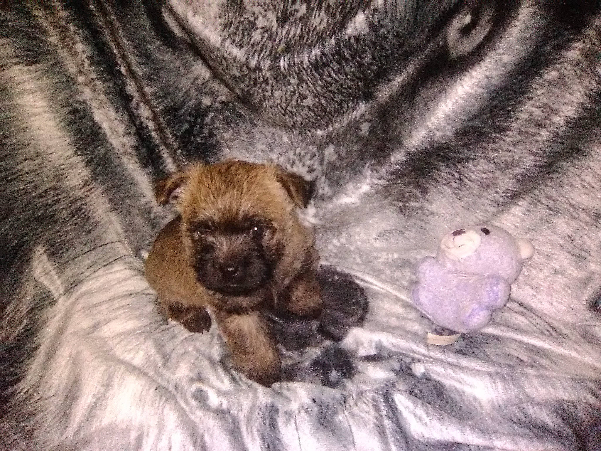 Fatboy joined the competition — help win amazing prizes! border_terrier, cairn_terrier, canidae, carnivore, companion_dog, dog, dog_breed, fawn, mammal, non_sporting_group, pug, puppy, puppy_love, snout, toy_dog, vertebrate