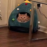 Turbo is registered to the contest to win money with this photo: cat, orange_cat, tabby, pet_bed, plush_bed, indoor, cozy, sitting, staring, eyes, face, hardwood_floor, side_table, metal_table_leg, wall_outlet, power_cord, star_decor, round_opening, home_interior, pet_house