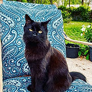 Kit Kat is registered to the contest to win money with this photo: black_cat, cat, animal, pet, outdoor, chair, patterned_fabric, greenery, flower_pot, plant, nature, portrait, sitting, feline, whiskers, tail, daylight, garden, relaxing, fur