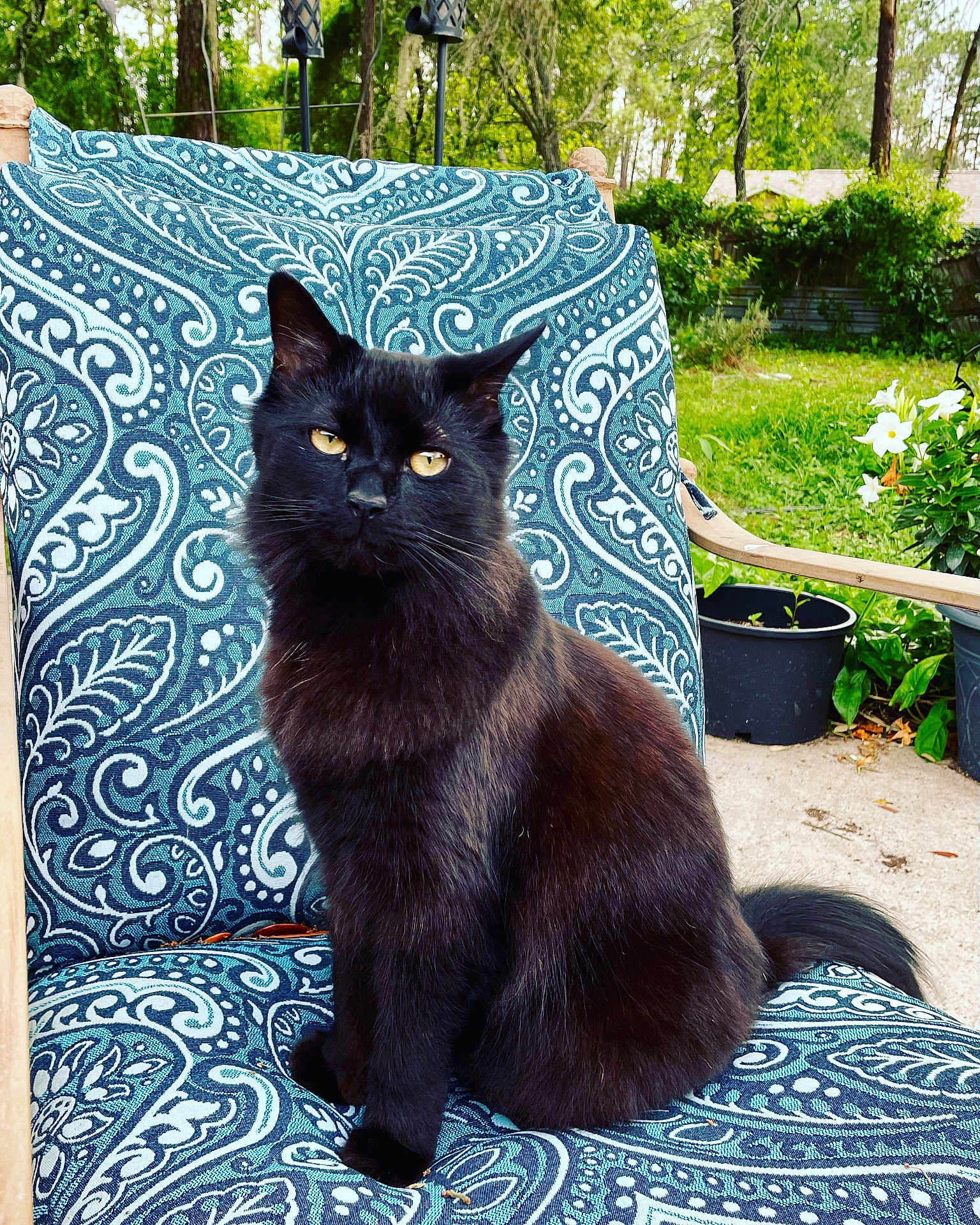 Kit Kat is registered to the contest to win money with this photo: black_cat, cat, animal, pet, outdoor, chair, patterned_fabric, greenery, flower_pot, plant, nature, portrait, sitting, feline, whiskers, tail, daylight, garden, relaxing, fur