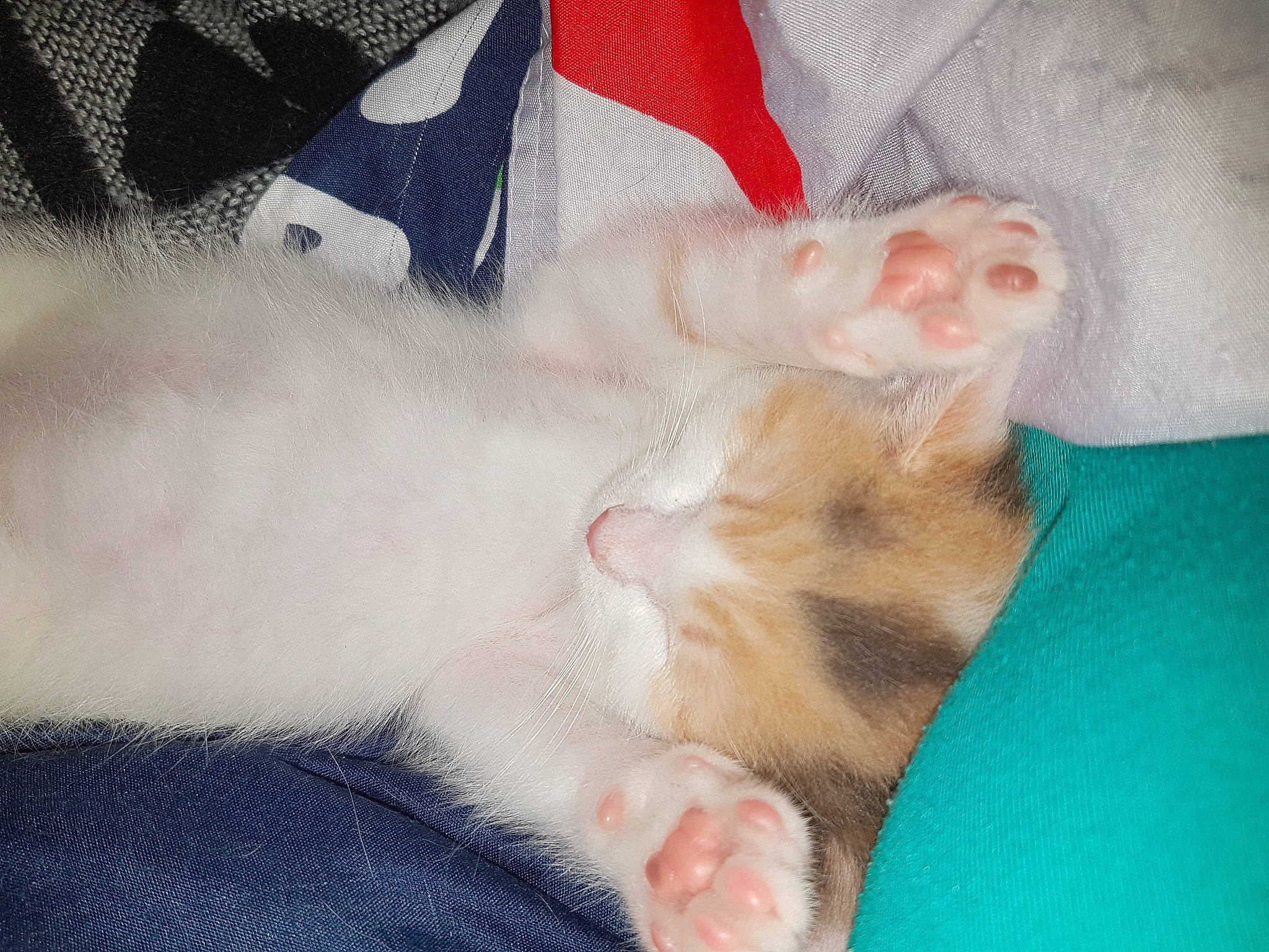 Vanille a rejoint le concours — aidez-le/la à gagner de superbes lots ! baby, carnivore, cat, child, ear, eye, fawn, felidae, fur, kitten, leg, nap, nose, paw, polydactyl_cat, sleep, small_to_medium_sized_cats, turkish_angora, turkish_van, whiskers