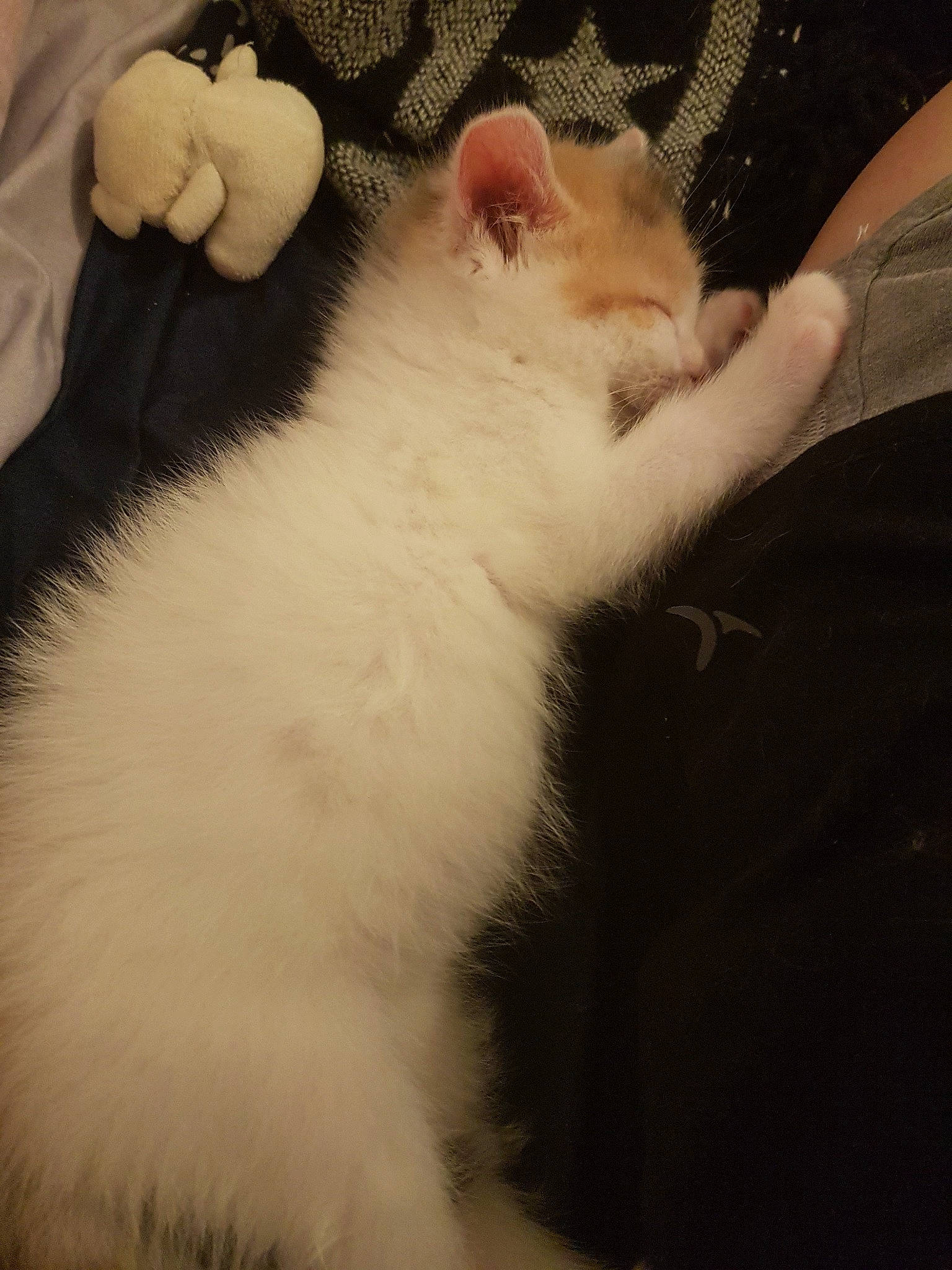 Vanille a rejoint le concours — aidez-le/la à gagner de superbes lots ! american_curl, carnivore, cat, domestic_long_haired_cat, ear, felidae, fur, kitten, mammal, norwegian_forest_cat, persian, polydactyl_cat, ragdoll, skin, small_to_medium_sized_cats, tail, turkish_angora, turkish_van, whiskers