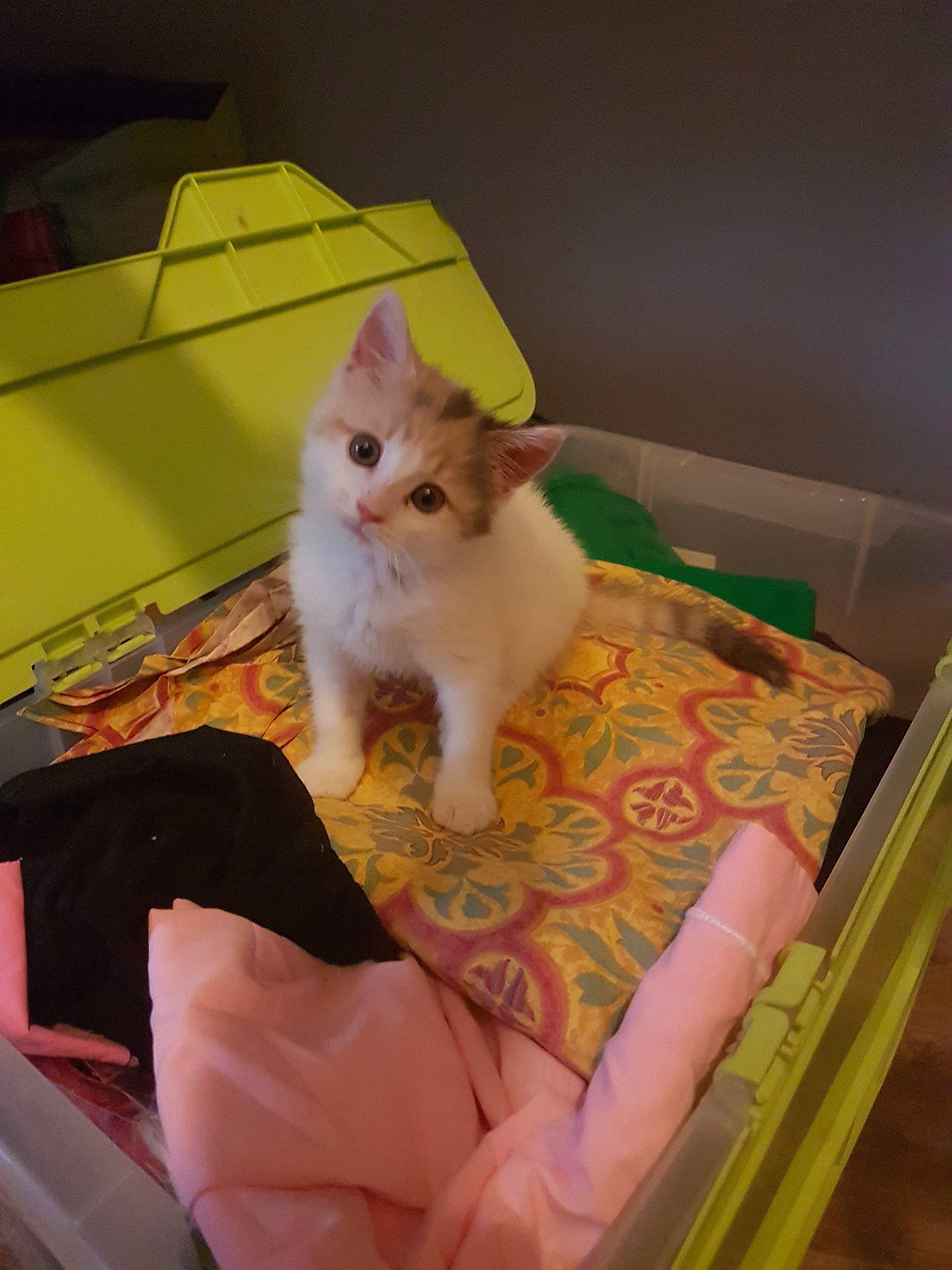 Vanille a rejoint le concours — aidez-le/la à gagner de superbes lots ! american_curl, asian, carnivore, cat, domestic_long_haired_cat, domestic_short_haired_cat, fawn, felidae, fur, kitten, mammal, napoleon_cat, norwegian_forest_cat, ragamuffin, skin, small_to_medium_sized_cats, tail, turkish_angora, turkish_van, whiskers