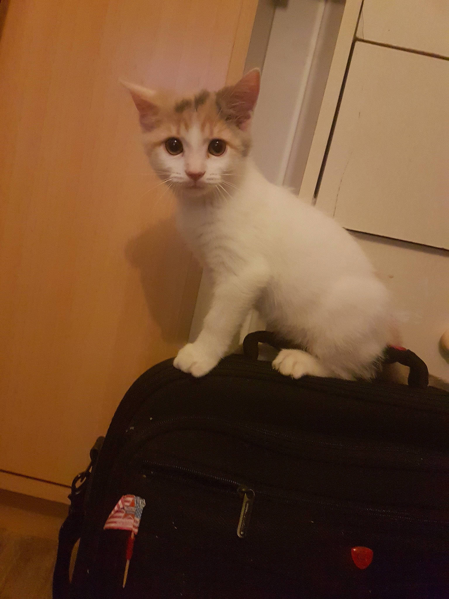 Vanille a rejoint le concours — aidez-le/la à gagner de superbes lots ! aegean_cat, asian, carnivore, cat, domestic_short_haired_cat, european_shorthair, eye, fawn, felidae, fur, kitten, mammal, ojos_azules, polydactyl_cat, small_to_medium_sized_cats, tail, turkish_angora, turkish_van, whiskers