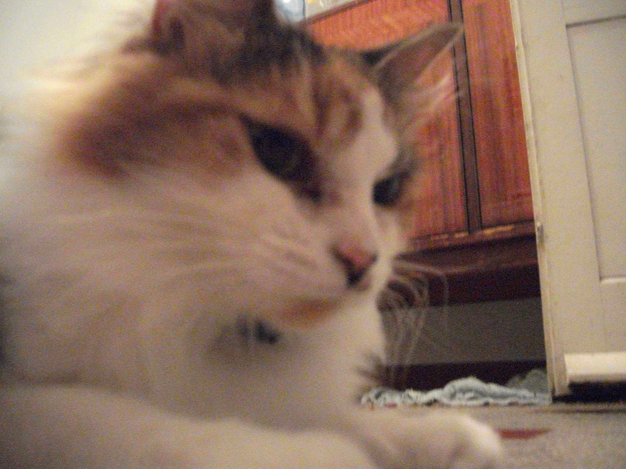 Sassi