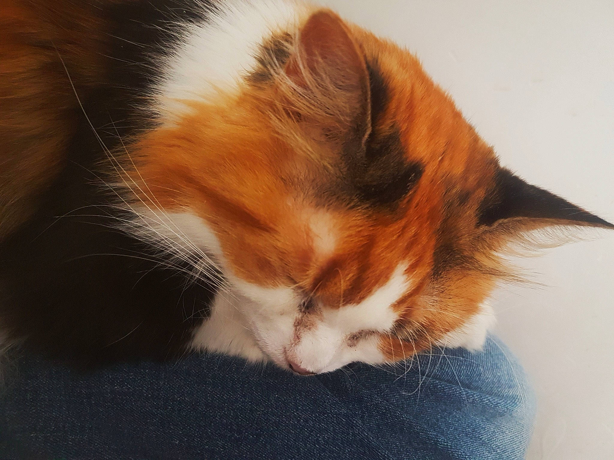 Sassi participe au concours pour gagner de l'argent avec cette photo : carnivore, cat, domestic_long_haired_cat, ear, felidae, fur, kitten, mammal, norwegian_forest_cat, small_to_medium_sized_cats, tail, whiskers