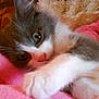 Sassi participe au concours pour gagner de l'argent avec cette photo :