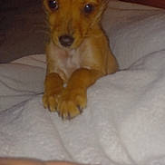 Penny joined the competition — help win amazing prizes! puppy, dog, brown, blanket, hand, cute, pet, animal, indoor, soft, fur, small, young, curious, resting, cozy, closeup, paw, ears, looking