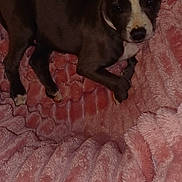 Willow is registered to the contest to win money with this photo: dog, puppy, pet, blanket, pink_blanket, fur, ear, nose, paw, cozy, indoor, portrait, cute, resting, small_dog, young, sleepy, brown_and_white, texture, plush