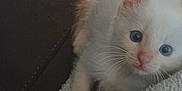 Ghost is registered to the contest to win money with this photo: kitten, cat, white_fur, blue_eyes, pet, animal, cute, curious, blanket, texture, indoor, cozy, furniture, couch, wooden_floor, soft_lighting, close_up, small_animal, young, whiskers