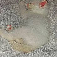 Ghost is registered to the contest to win money with this photo: kitten, cat, sleeping, white_fur, fluffy, blanket, cozy, cute, paw, pet, animal, resting, soft, indoors, fur, young, peaceful, relaxing, small, adorable
