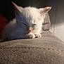 Ghost is registered to the contest to win money with this photo: kitten, cat, white_cat, sleeping, couch, indoor, pet, cozy, fur, closeup, nap, relaxation, soft_light, domestic_animal, whiskers, small_animal, resting, cute, feline, home