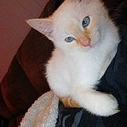 Ghost joined the competition — help win amazing prizes! animal, blanket, blue_eyes, cat, closeup, cozy, cream_colored, cute, domestic_cat, face, fluffy, fur, indoor, kitten, paw, pet, relaxed, resting, whiskers, young