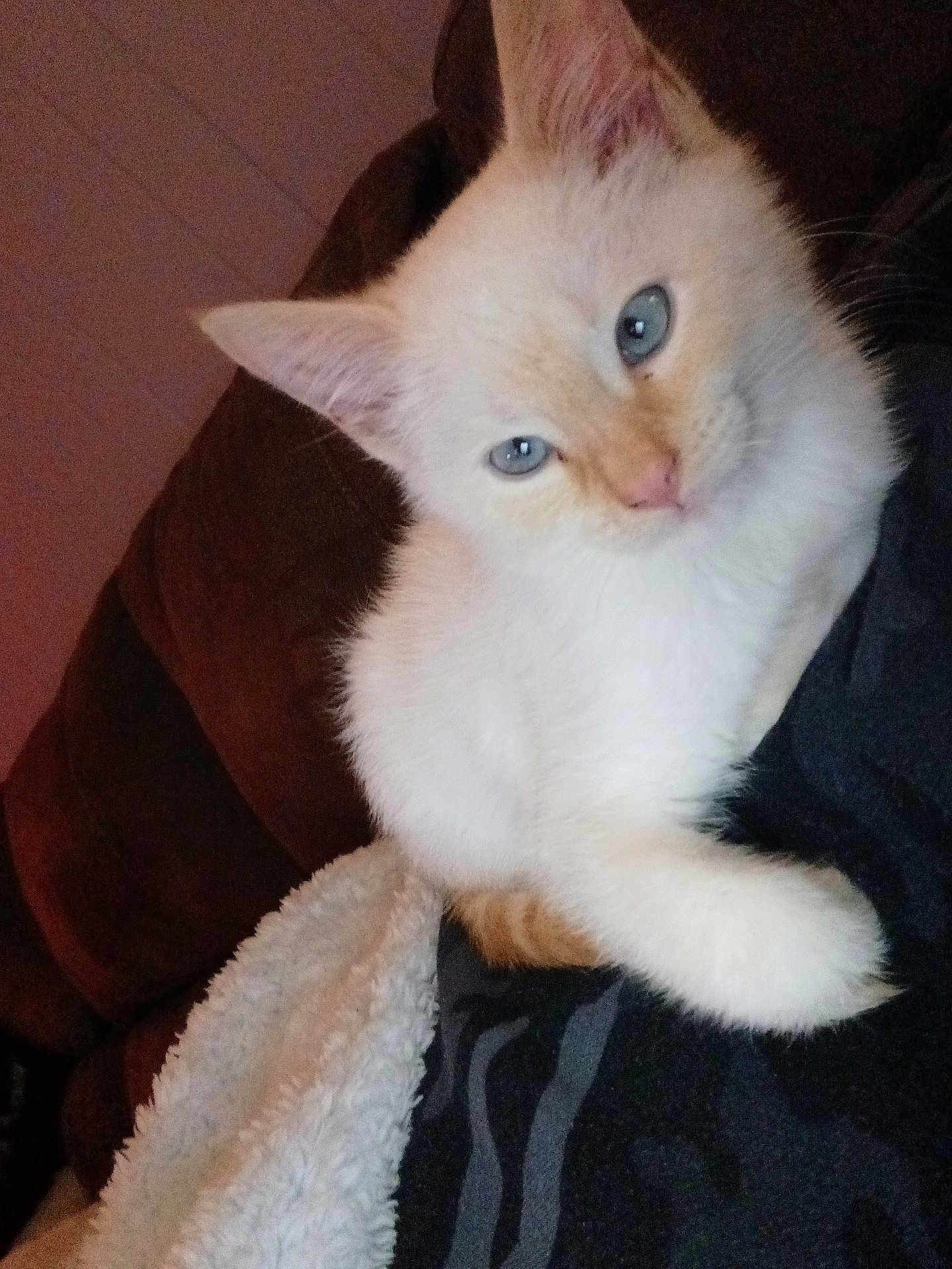 Ghost joined the competition — help win amazing prizes! animal, blanket, blue_eyes, cat, closeup, cozy, cream_colored, cute, domestic_cat, face, fluffy, fur, indoor, kitten, paw, pet, relaxed, resting, whiskers, young