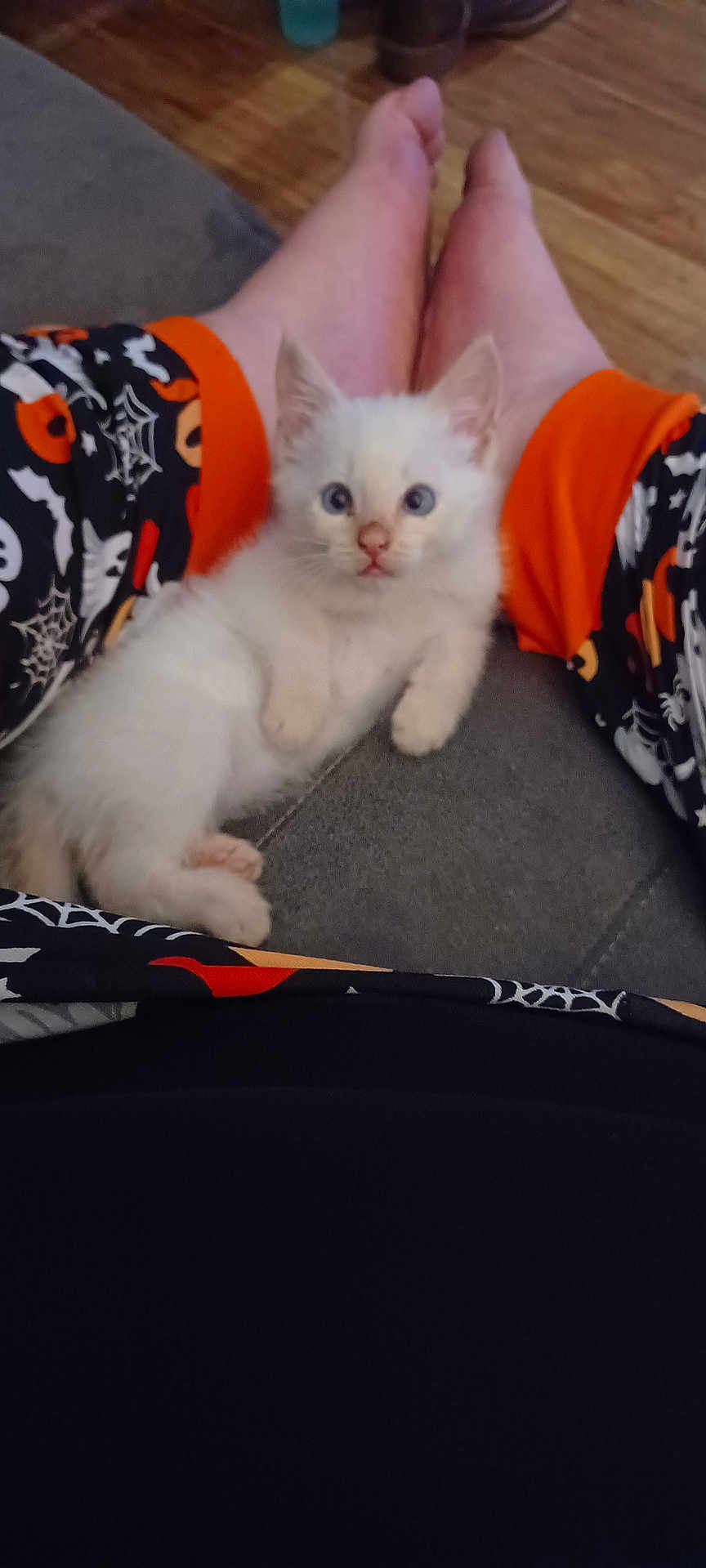 Ghost is registered to the contest to win money with this photo: kitten, white_cat, blue_eyes, pet, cute, animal, feline, pajama_pants, halloween_pattern, spiderweb, orange, black, person, legs, feet, couch, indoor, floor, wood_floor, relaxing