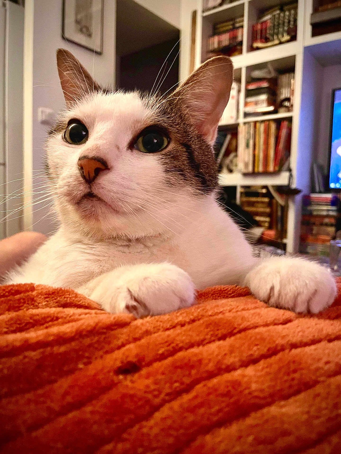 Percy participe au concours pour gagner de l'argent avec cette photo : cat, pet, indoor, blanket, orange, closeup, whiskers, curious, feline, cozy, home, shelf, books, living_room, ears, nose, paws, fur, cute, animal