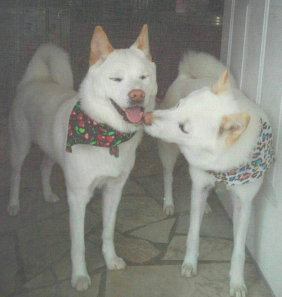 Snowy And Mochi is registered to the contest to win money with this photo: ancient_dog_breeds, canidae, carnivore, collar, companion_dog, dog, dog_breed, fawn, fur, non_sporting_group, snout, sporting_group, tail, working_animal, working_dog