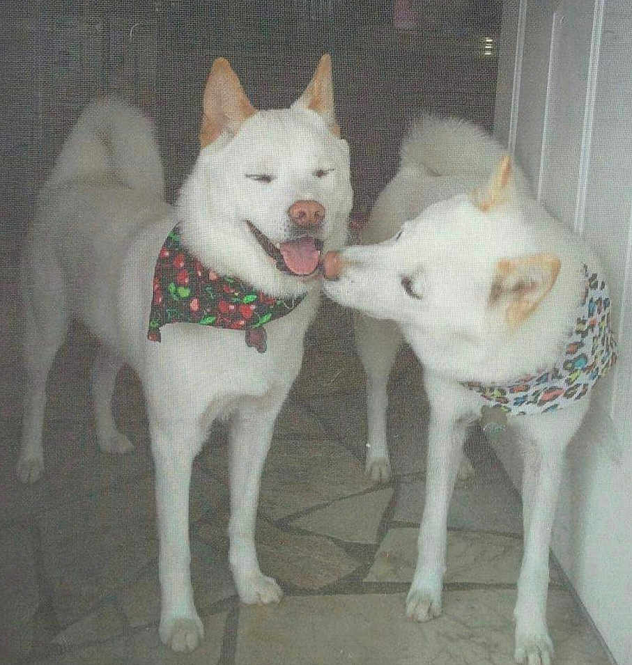 Snowy And Mochi