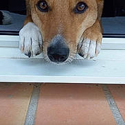 Fox participe au concours pour gagner de l'argent avec cette photo : dog, canine, pet, brown_dog, white_paws, pointed_ears, blue_eyes, black_nose, close_up, portrait, face, paws, window, windowsill, indoors, outdoor_patio, tiles, sitting, looking_at_camera, social_media_screenshot