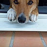 dog, canine, pet, brown_dog, white_paws, pointed_ears, blue_eyes, black_nose, close_up, portrait, face, paws, window, windowsill, indoors, outdoor_patio, tiles, sitting, looking_at_camera, social_media_screenshot